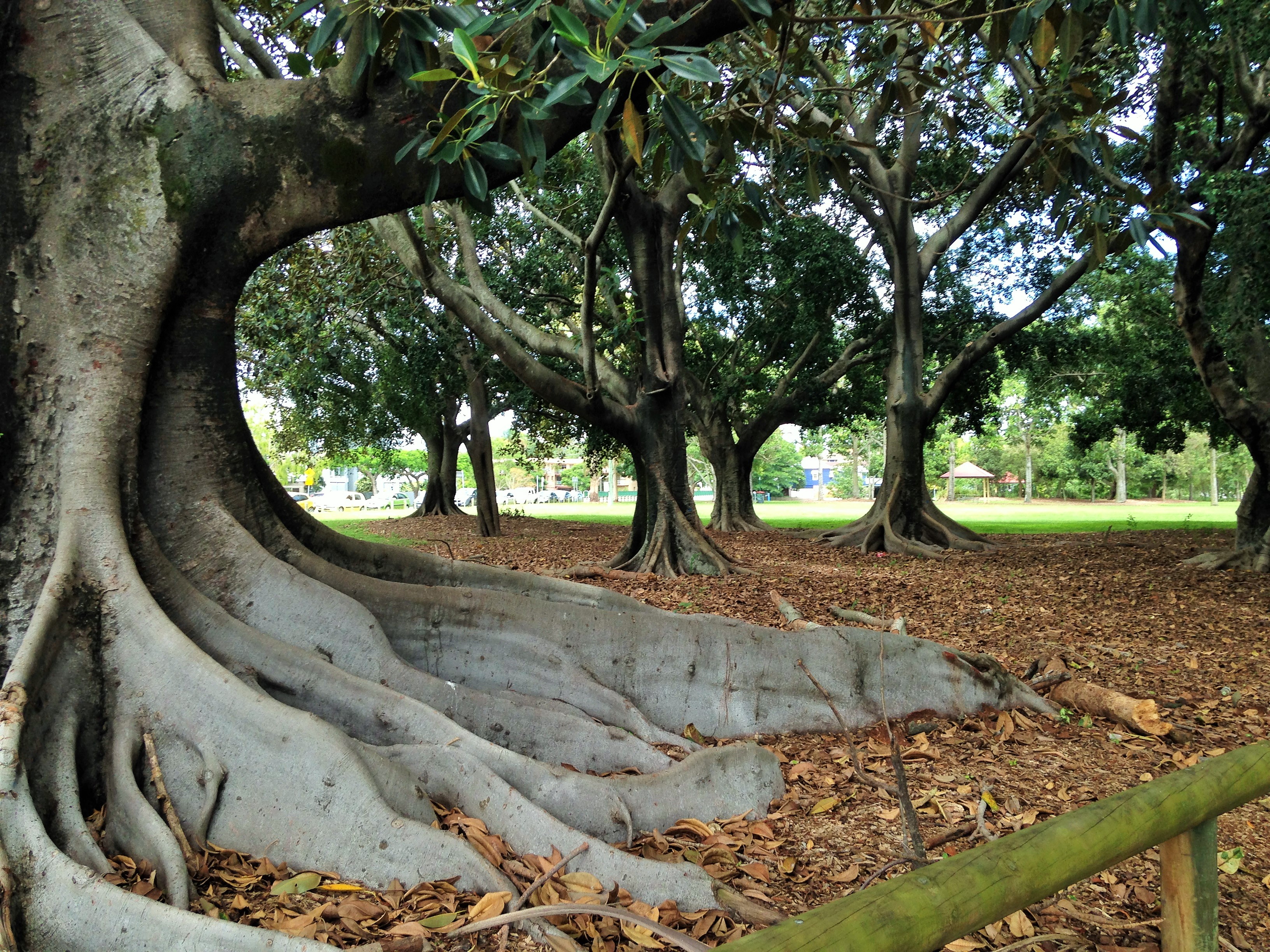 Bradshaw Park, Lutwyche