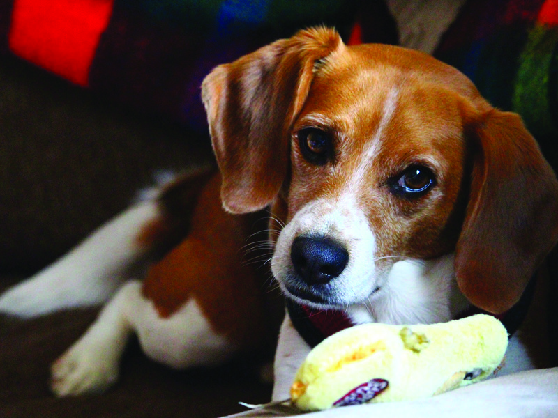Apartment-friendly dog breeds beagle