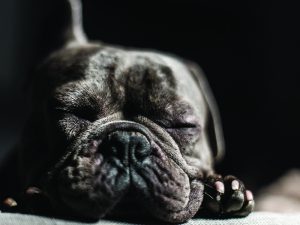 Top 10 Apartment-friendly Dog Breeds | PropertyMash