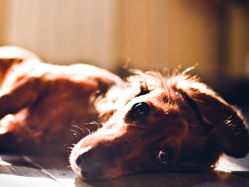 Apartment-friendly dog breeds dachshund