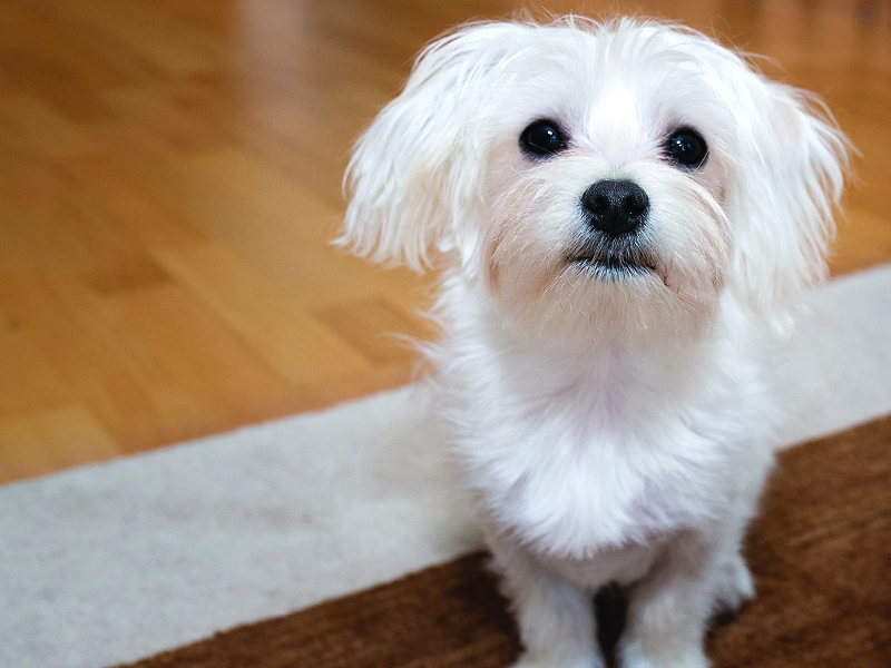 Apartment-friendly dog breeds maltese