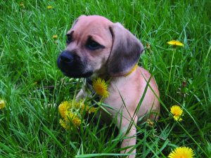 Top 10 Apartment-friendly Dog Breeds | PropertyMash