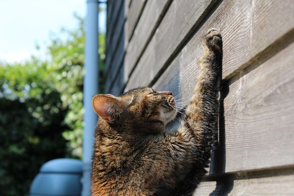 Tenants are Accountable for Any Permanent Damage - be aware of where your cat is scratching