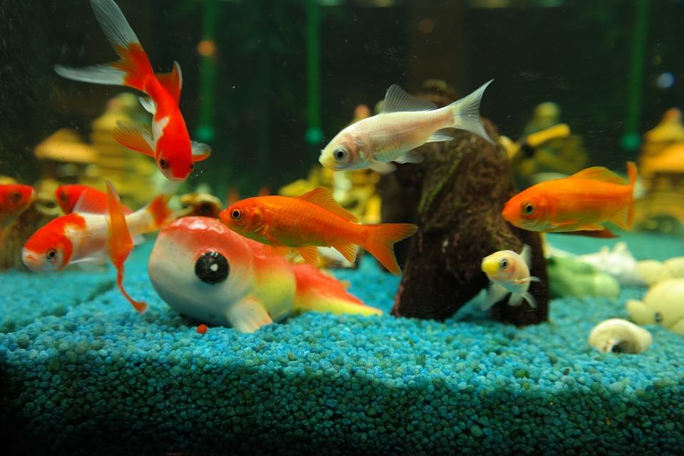 While not the most social of pets, goldfish require the least maintenance and will not damage the property - goldfish in a bowl