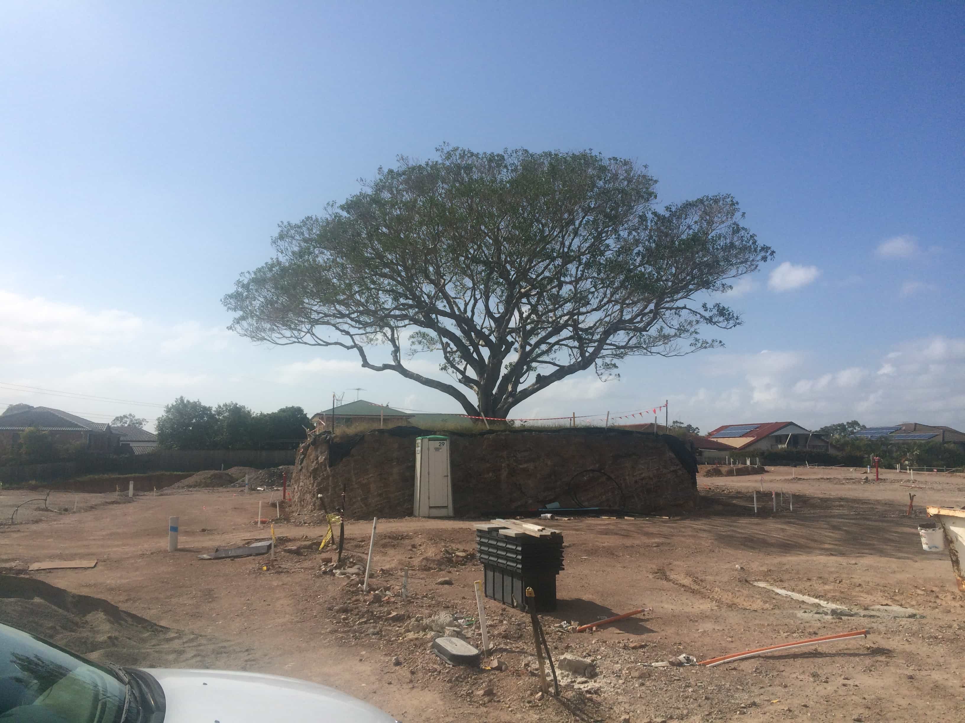Raised Feature Tree on the site of the Park Hill Village